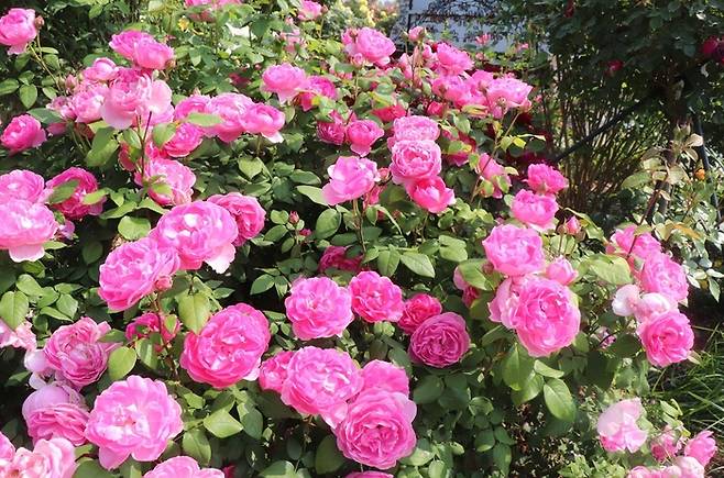 에버랜드 퍼퓸에버스케이프 <에버랜드>