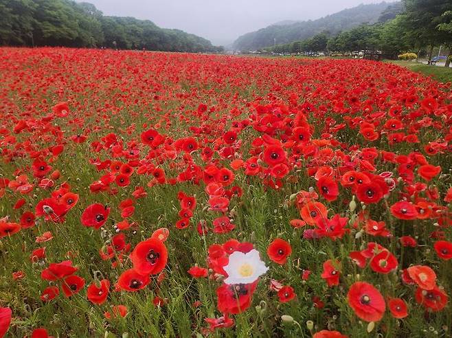 [함양=뉴시스] 서희원 기자= 21일 천년의 숲 함양 상림공원 인근경관단지에 조경용 양귀비가 활짝 피어있다.  2025. 5. 21. shw1881@newsis.com *재판매 및 DB 금지