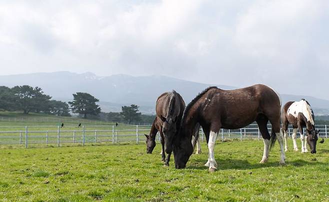 [서울=뉴시스] 3일 제주 제주시 농촌진흥청 국립축산과학원 난지축산연구센터 내 초지에서 생활승마용으로 육성 중인 RDA승용마가 풀을 뜯고 있다. (사진=농촌진흥청 제공) 2025.04.03. photo@newsis.com *재판매 및 DB 금지