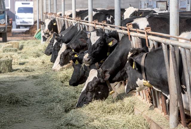 <대광목장>은 모든 사양단계에서 양질의 건초를 무제한 급여하고 있다. 이는 ‘소는 초식동물답게 키워야 한다’는 김병용 대표의 신념으로 <대광목장> 성적의 가장 큰 비결이다.