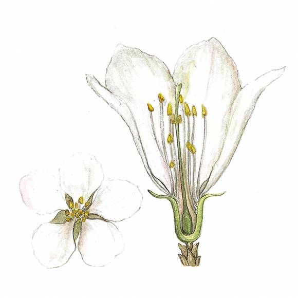 앵도나무는 4월 초 분홍빛을 머금은 흰색 꽃을 피운다. 꽃잎은 다섯 장이며 수술은 많다.