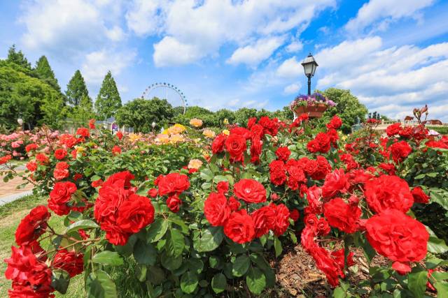 에버랜드 장미 축제가 개막한 로즈가든 전경. 사진 제공=에버랜드