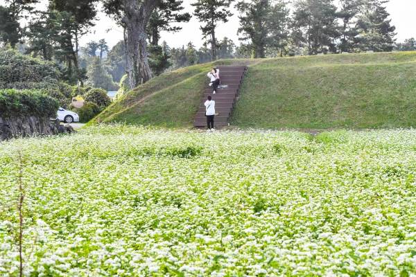 30일 제주시 애월읍 항몽유적지 메밀밭을 찾은 관광객들이 토성과 메밀꽃 사이를 산책하며 제주의 가을 정취를 만끽 하고 있다.&nbsp;고봉수 기자