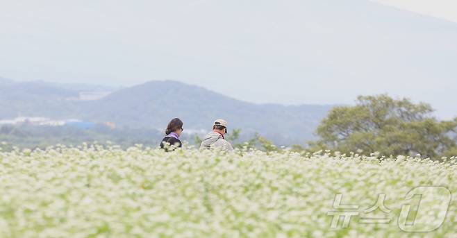 18일 '2025 자청비 와흘메밀문화제'가 열리는 제주시 조천읍 와흘리 메밀밭에서 도민과 관광객들이 메밀꽃밭을 걷고 있다. 2025.5.18/뉴스1 ⓒ News1 강승남 기자