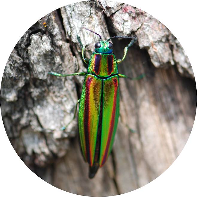 자연상태의 비단벌레. 영롱한 금녹색이 반짝인다. /국가유산청