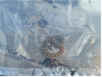 소방 당국에 의해 포획된 뱀. *사진은 기사 내용과 직접적인 관련성이 없음. [소방청 제공=연합뉴스]