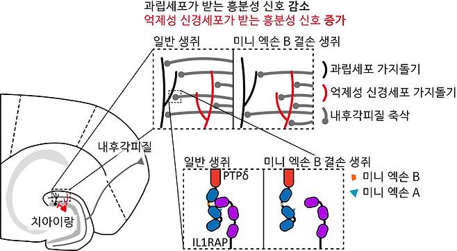 PTPδ의 미니 엑손 B로 인해 조절되는 흥분-억제 비율