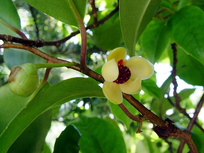 남오미자 꽃  ※ 사진 출처: 환경부 국립생물자원관 누리집(한반도의 생물다양성)