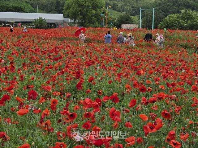 ▲ 제18회 원주 용수골 꽃양귀비 축제가 22일 판부면 용수골 꽃양귀비 정원 일원에서 막을 올렸다. 권혜민