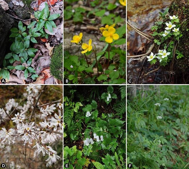 국립수목원이 국제학술지에 공개한 한반도 특산 관속식물 대표 종. 국립수목원 제공