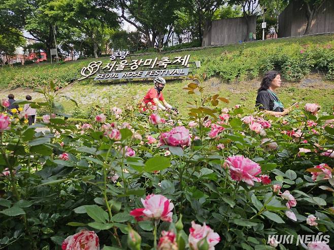 20일 서울장미축제가 열린 서울 중랑구 중랑장미공원. 이예솔 기자