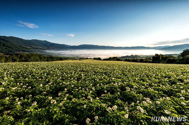 양구 펀치볼 감자꽃(양구군 제공)