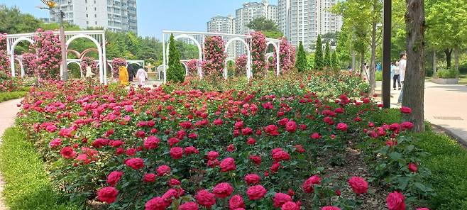 지난해 '오! 해피 장미 빛 축제' 모습. /사진제공=오산시