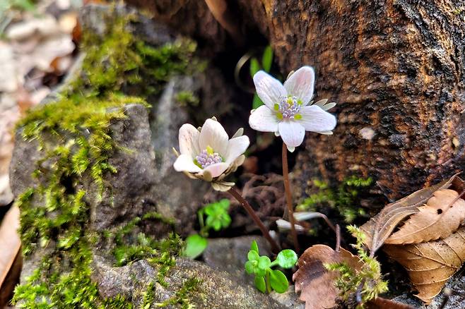 전남 장성군 내장산국립공원 백암산 일원에 변산바람꽃이 개화한 모습.[내장산국립공원 백암사무소 제공]