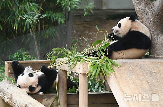 [용인=뉴시스] 김종택 기자 = 생물다양성의 날인 22일 경기 용인시 에버랜드 판다 월드 실내 방사장에서 국내 첫 쌍둥이 판다 루이바오와 후이바오가 먹이를 먹고 있다. 생물다양성의 날은 지난 1992년 유엔환경개발정상회의에서 '생물다양성협약'이 발표된 것을 기념하고 생물종의 중요성과 생태계의 보전을 목적으로 제정된 국제기념일이다. 2025.05.22. jtk@newsis.com