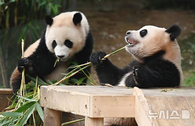 [용인=뉴시스] 김종택 기자 = 생물다양성의 날인 22일 경기 용인시 에버랜드 판다 월드 실내 방사장에서 국내 첫 쌍둥이 판다 루이바오와 후이바오가 먹이를 먹고 있다. 생물다양성의 날은 지난 1992년 유엔환경개발정상회의에서 '생물다양성협약'이 발표된 것을 기념하고 생물종의 중요성과 생태계의 보전을 목적으로 제정된 국제기념일이다. 2025.05.22. jtk@newsis.com