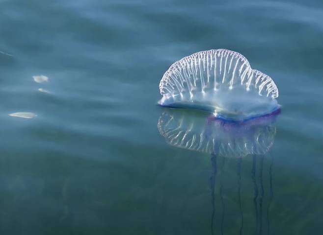 고깔해파리 [사진 출처 = 유튜브 '생물도감']