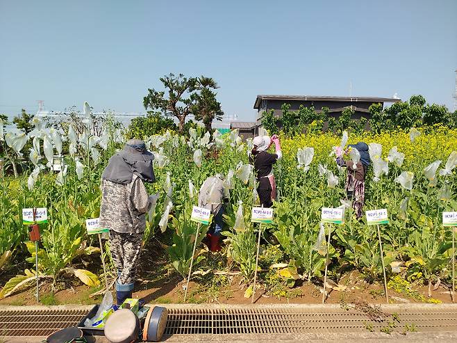 공공일자리 사업 참여자 활동. 여수시 제공