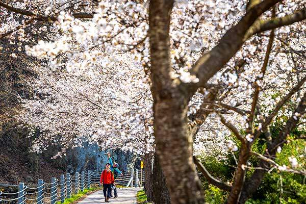 청평역 앞 조종천 벚꽃길.&nbsp;