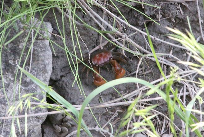안산 시화호 상류 안산갈대습지에서 발견된 붉은발말똥게 [안산시 제공. 재판매 및 DB 금지]