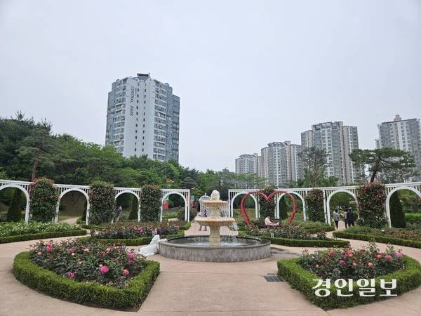 고인돌공원 ‘오! 해피 장미빛축제’  / 공지영기자 jyg@kyeongin.com