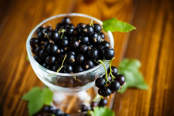 블랙 커런트. [사진= 게티이미지뱅크]