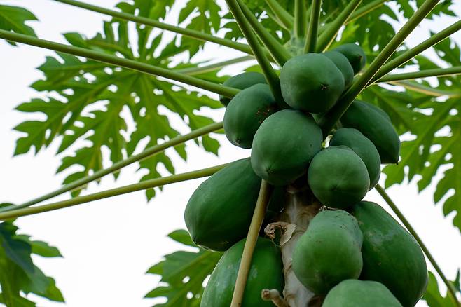 파파야. [사진= 게티이미지뱅크]