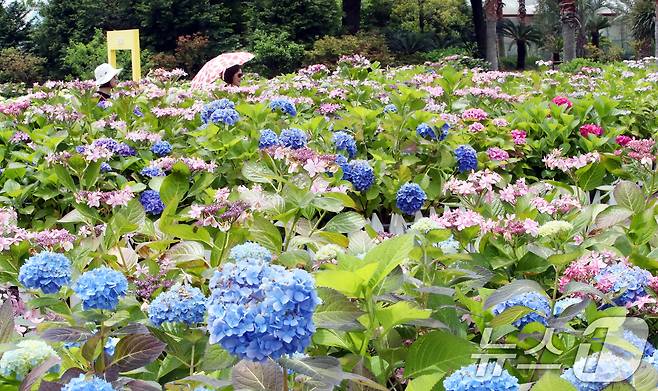 14일 오전 수국이 활짝 핀 제주 서귀포시 남원읍 휴애리자연생활공원에서 관광객들이 즐거운 시간을 보내고 있다. 2025.5.14/뉴스1 ⓒ News1 오현지 기자