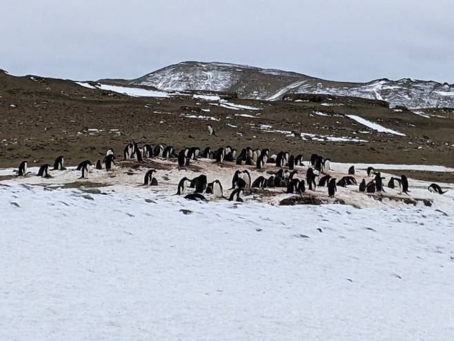 아델리펭귄들이 배설물인 구아노로 덮인 눈 위에 모여 있다. Matthew Boyer 제공