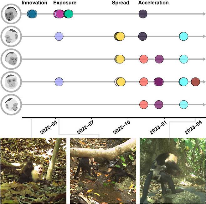 지난 2022년부터 15개월간 파나마 코이바국립공원 히카론 섬에 설치한 86개 관찰카메라를 분석한 결과, 어린 흰머리카푸친 수컷 5마리가 총 11마리의 고함원숭이 새끼를 데리고 다니는 모습이 관찰됐다. 맨 왼쪽이 처음 ‘납치’ 행동을 보인 ‘조커’. 동그라미의 색은 각기 다른 새끼들을 나타낸다. 조이 골즈버러/막스플랑크동물행동연구소 제공