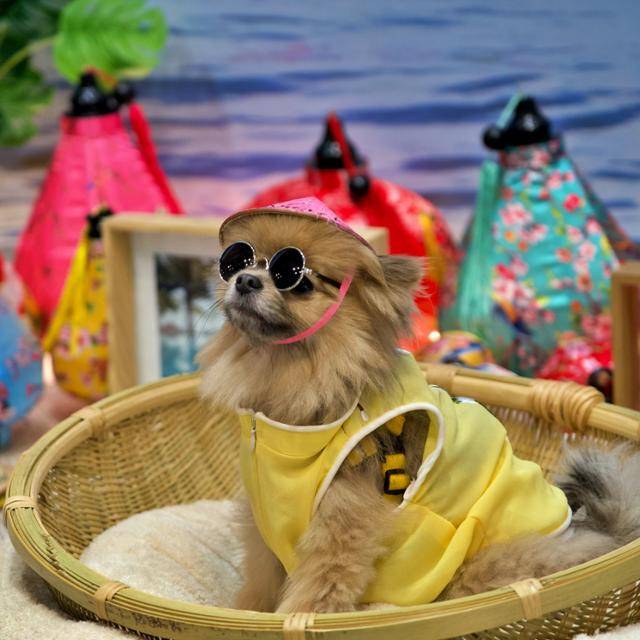 지난 16일부터 18일까지 경기 고양시 킨텍스에서 개최된 '2025 메가주 일산'에서 참관객의 반려견이 포토존에서 사진을 찍고 있다.