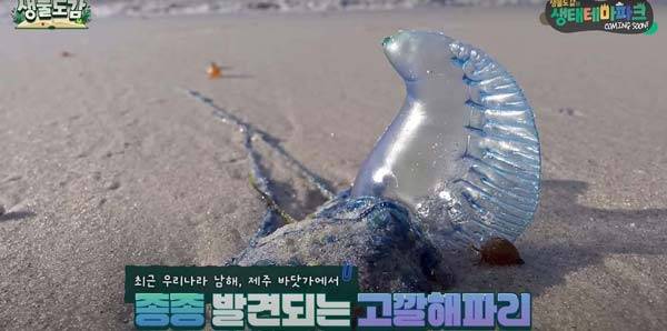 고깔해파리는 만지면 큰 위험을 부를 수 있어 여름철 해변에서 각별한 주의가 필요하다./사진=유튜브 채널 ‘TV생물도감’ 캡처