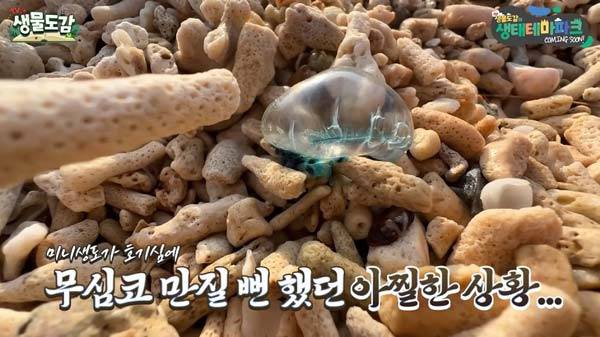 유튜브 채널 ‘TV생물도감’ 캡처