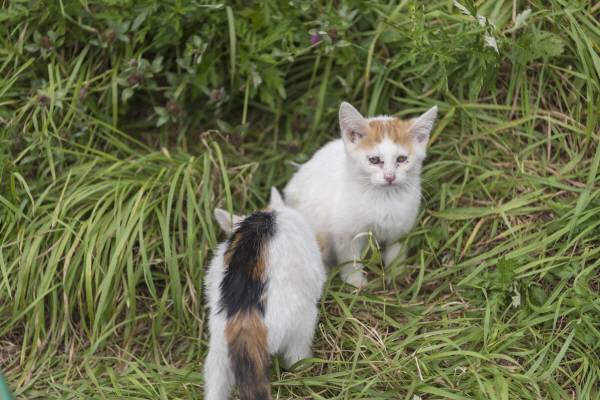 길고양이는 ‘주인이 없는’ 동물이지만, 결코 ‘아무의 책임도 없는’ 동물은 아니다.
