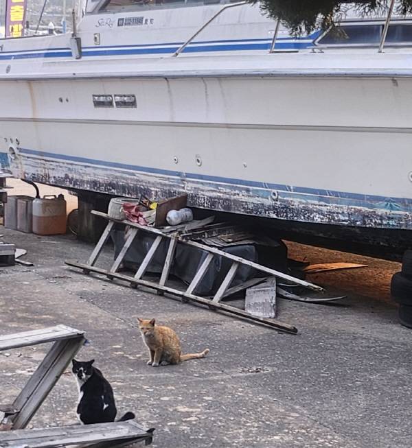 수영만요트경기장을 삶의 터전으로 삼고 있는 길고양이들의 모습이다.