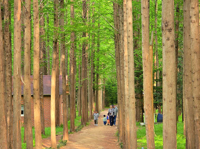 벌영리 메타세쿼이아숲 / 사진=김혜성 여행+ 기자