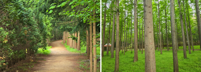 벌영리 메타세쿼이아숲 / 사진=김혜성 여행+ 기자