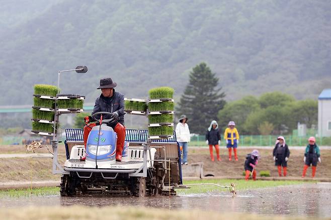 지난 9일 강원 춘천시 강원특별자치도농업기술원 연구 포장에서 관계자들이 2026년 특산단지 및 농가 보급용 벼 종자 생산을 위한 모내기 작업을 하고 있다. 이 사진은 기사와 직접적인 관련이 없습니다. ⓒ강원특별자치도농업기술원 제공