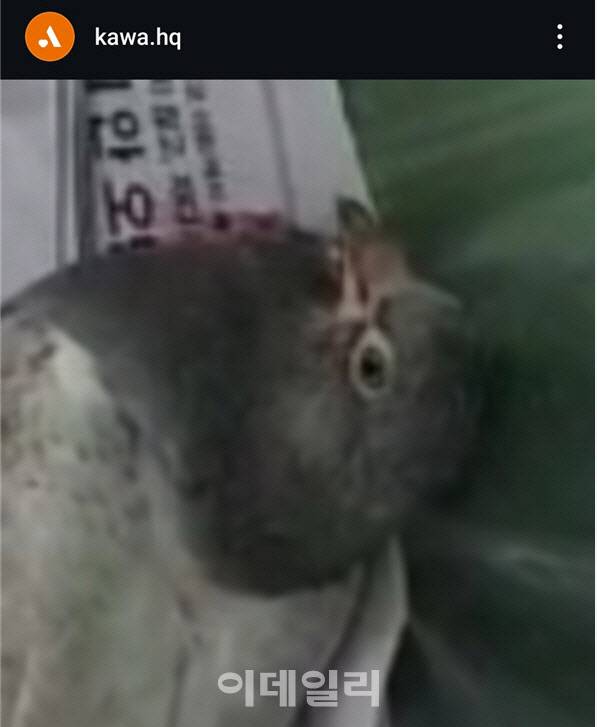 구일역에서 새총을 맞고 피를 흘리며 쓰러져 있는 비둘기 모습. 아직 살아 있는 상태지만 구일역 청소직원은 바로 목을 비틀어 쓰레기통에 투하했다.(사진=동물자유연대)
