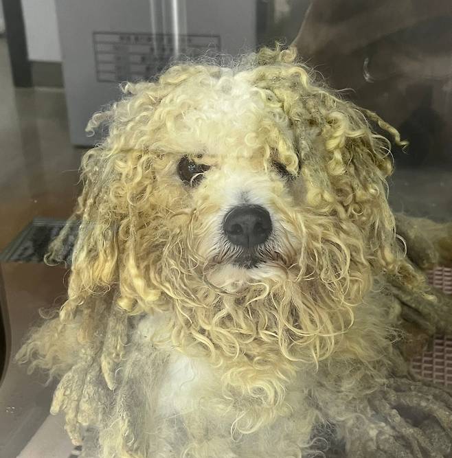 구조 당시 레온이의 모습(서울동물복지지원센터 제공) ⓒ 뉴스1