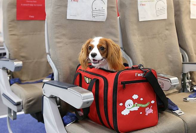티웨이항공은 반려동물 이름이 적힌 탑승권까지 발급한다. /티웨이항공