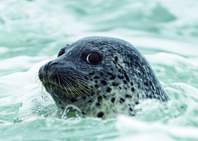 인천녹색연합 제공
