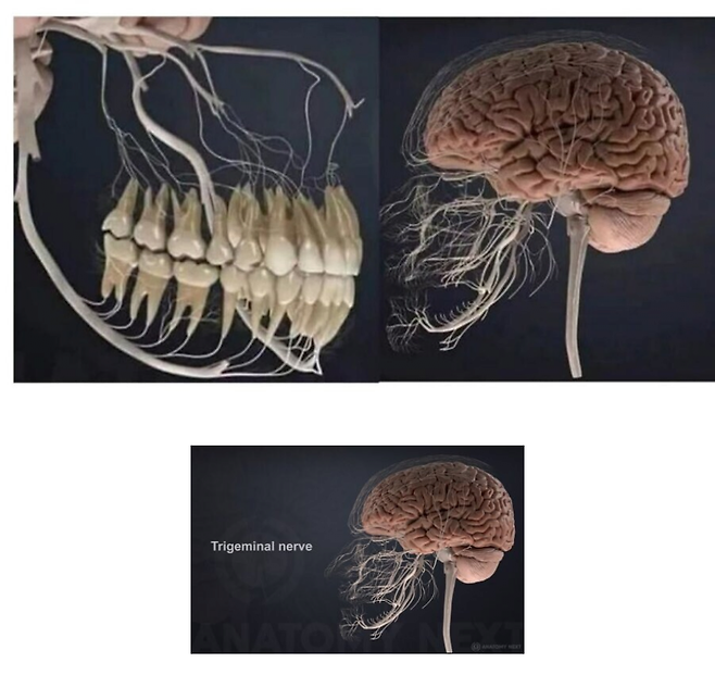 image.png 치과의사가 매복사랑니 뽑을떄 조심하는 이유