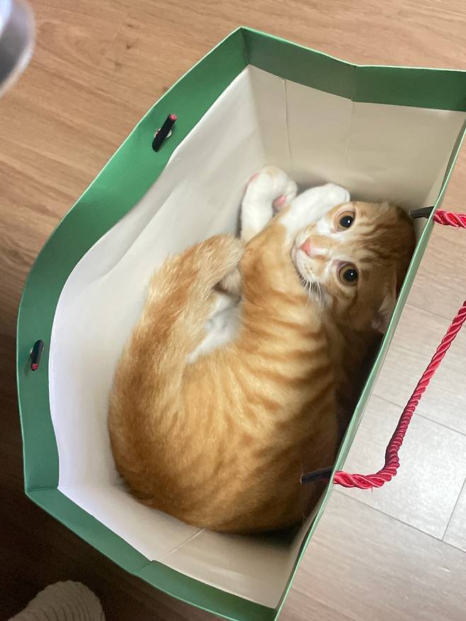 IMG_5350.jpeg 우리집 복덩이 빵이 보고가