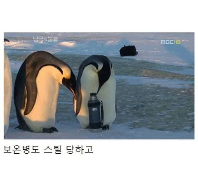 3.jpg 남극의 눈물 촬영이 힘들었던 이유.jpg