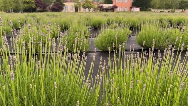 ▲ 국도 46호선 진부령 도로를 따라 내려오면 만나는 고성하늬라벤더팜에는 유럽 부럽지 않은 가든이 힐링을 선사한다.