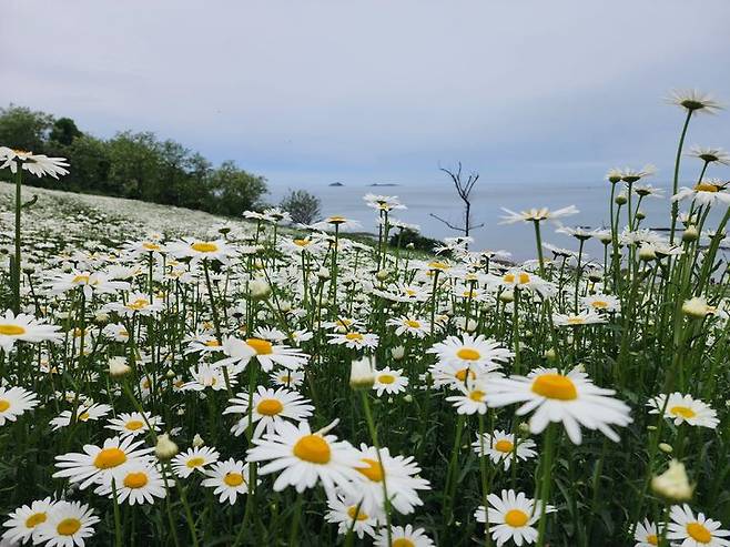 부안 변산마실길에 만개한 '샤스타데이지' (사진=부안군 제공) *재판매 및 DB 금지