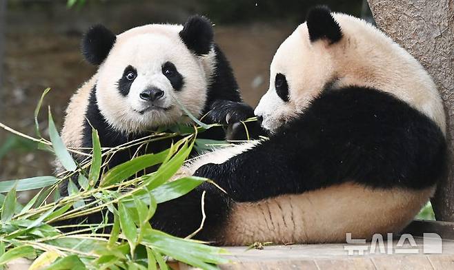 [용인=뉴시스] 김종택 기자 = 생물다양성의 날인 22일 경기 용인시 에버랜드 판다 월드 실내 방사장에서 국내 첫 쌍둥이 판다 루이바오와 후이바오가 먹이를 먹고 있다. 생물다양성의 날은 지난 1992년 유엔환경개발정상회의에서 '생물다양성협약'이 발표된 것을 기념하고 생물종의 중요성과 생태계의 보전을 목적으로 제정된 국제기념일이다. 2025.05.22. jtk@newsis.com