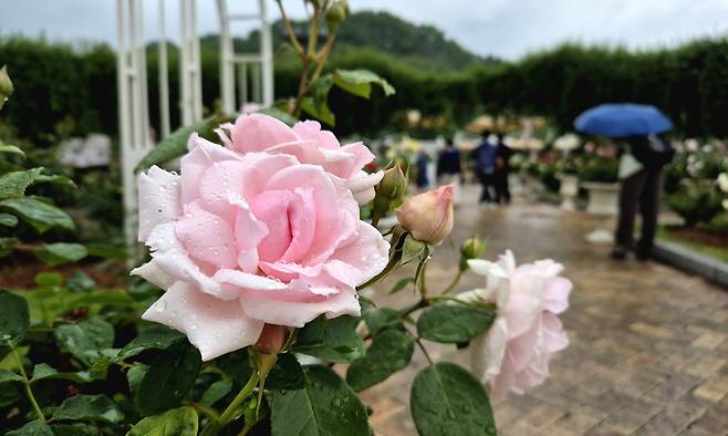 지난 16일 경기 용인시 에버랜드 장미원에서 정원 관람 프로그램 ‘가든 패스’ 참가자들이 피어난 다양한 장미를 보고 있다. 김동환 기자