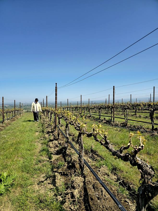 싹이 나기 시작한 레콜 넘버 41 퍼거슨 빈야드 포도나무를 살펴 보는Melissa Clubb.&nbsp;